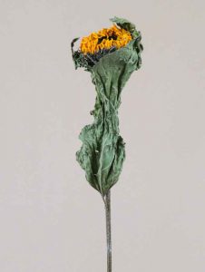 Flor Preservada