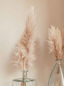Pampas Secas Naturales