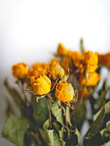 Rosas Preservadas Eternas