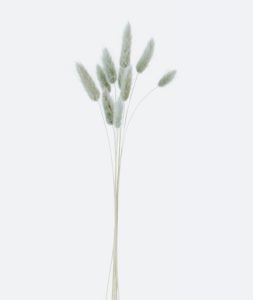 Lagurus Ovatus