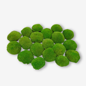 Musgo bola para jardines eternos.