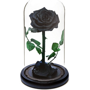 Rosa eterna en cúpula de cristal.