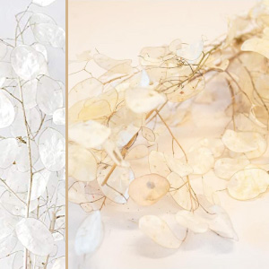 Preservadas flores.