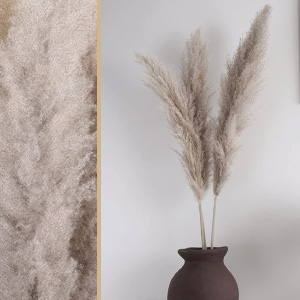 Pampas Grass naturales grandes.