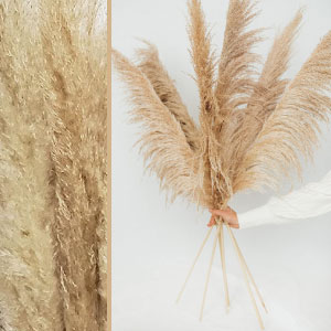 Pampas secas altas.