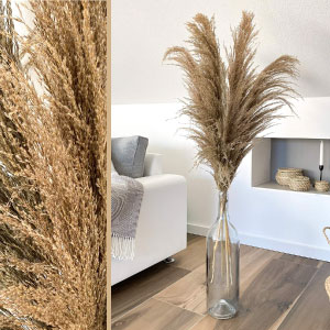 Pampas secas largas.