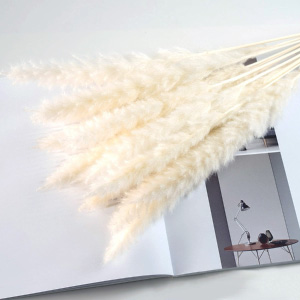 Pampas naturales decorativas.