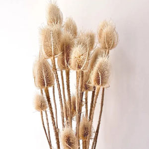 Variantes de flores deshidratadas para decoración.
