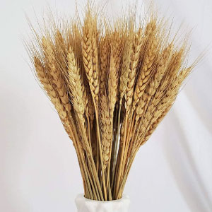 Tipos de flores naturales secas para decoración, con sus nombres y fotografías.