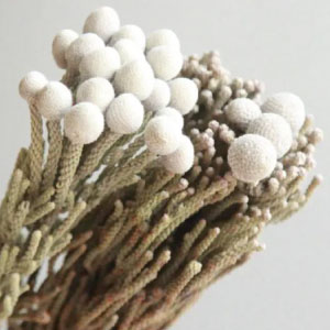Catalogo de imágenes de flores secas para decoración.