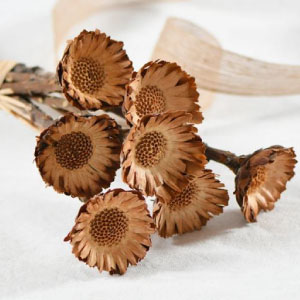 Clases de flores secas naturales para decorar.