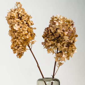 Tipos de flores secas.