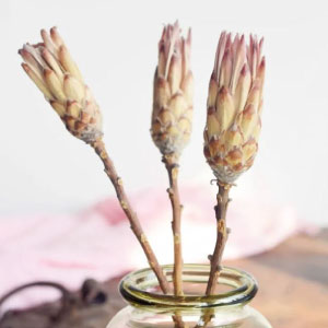 Te preguntas cómo se llaman las flores secas para decorar. Aquí te lo contamos.